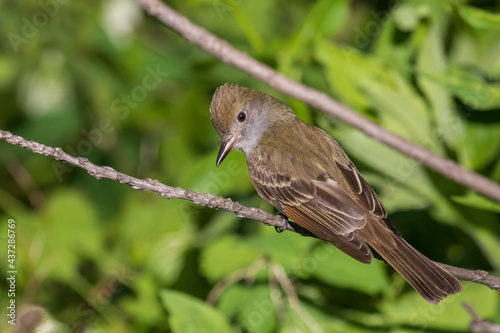 great crested flycatcher (Myiarchus crinitus)