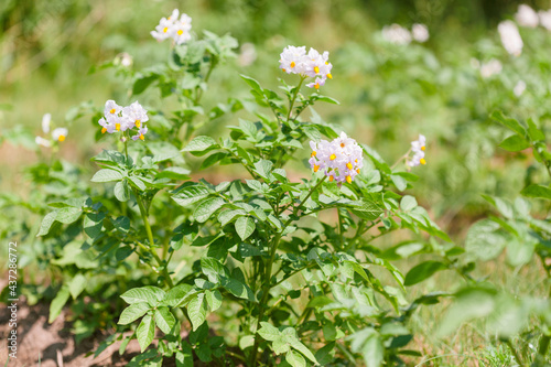 Potato plants with flowers grow in rows in a field