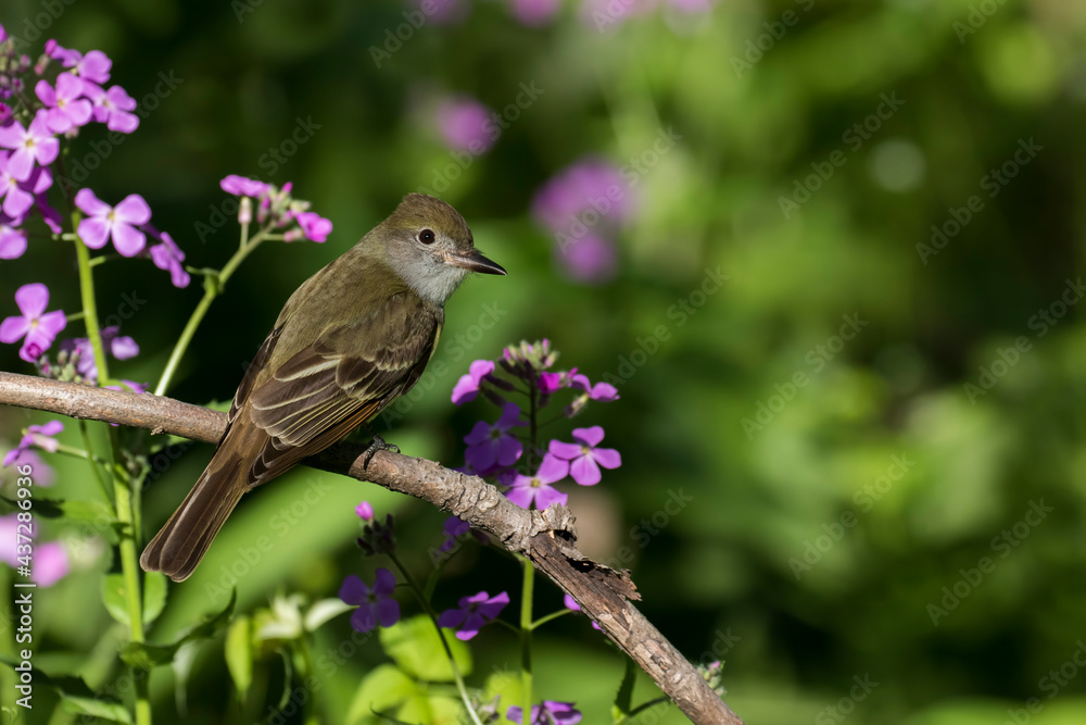 great crested flycatcher (Myiarchus crinitus) great crested flycatcher (Myiarchus crinitus)