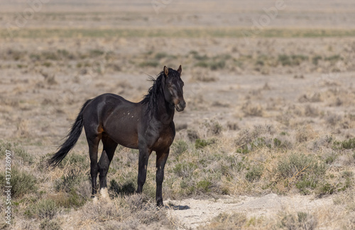 Wild Horse Stallion in the Utah Desert © natureguy