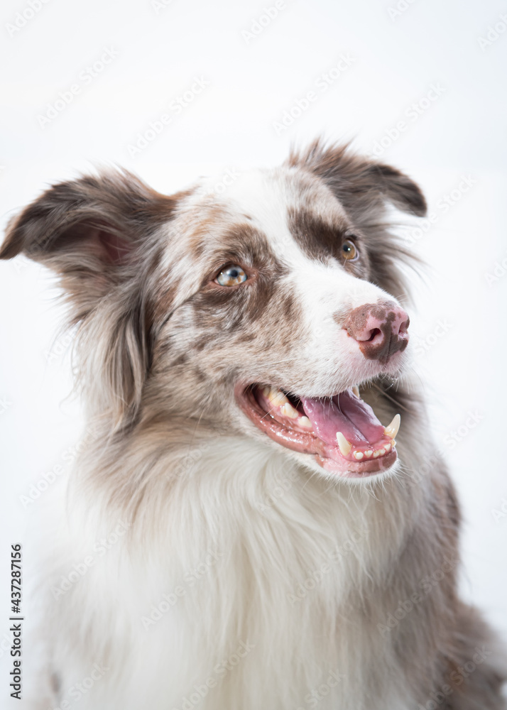 Ensaio Pet border collie