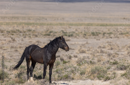 Wild Horse Stallion in the Utah Desert