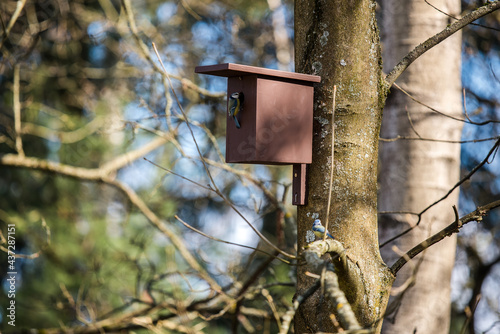 Birdhouse for Parus major, Cyanistes caeruleus, Blue tit, Great tit. Birdhouse from wood with bird plased on tree in park or woodland.