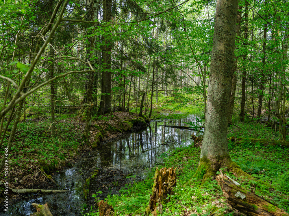 Obraz premium countryside forest river in summer with high grass and foliage