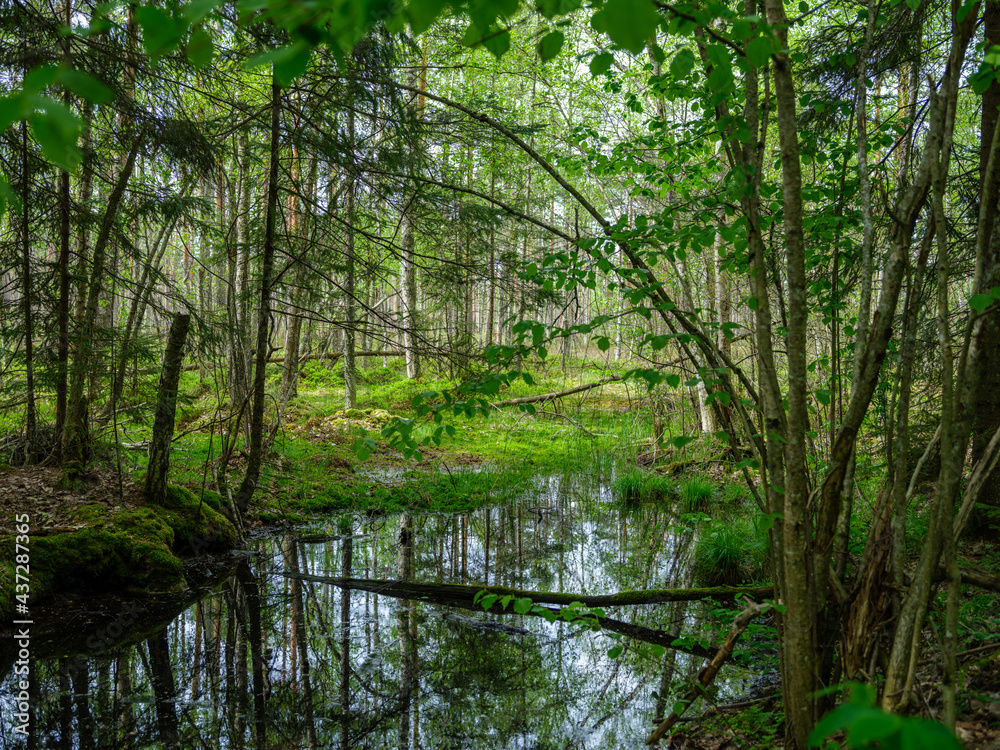 countryside forest river in summer with high grass and foliage