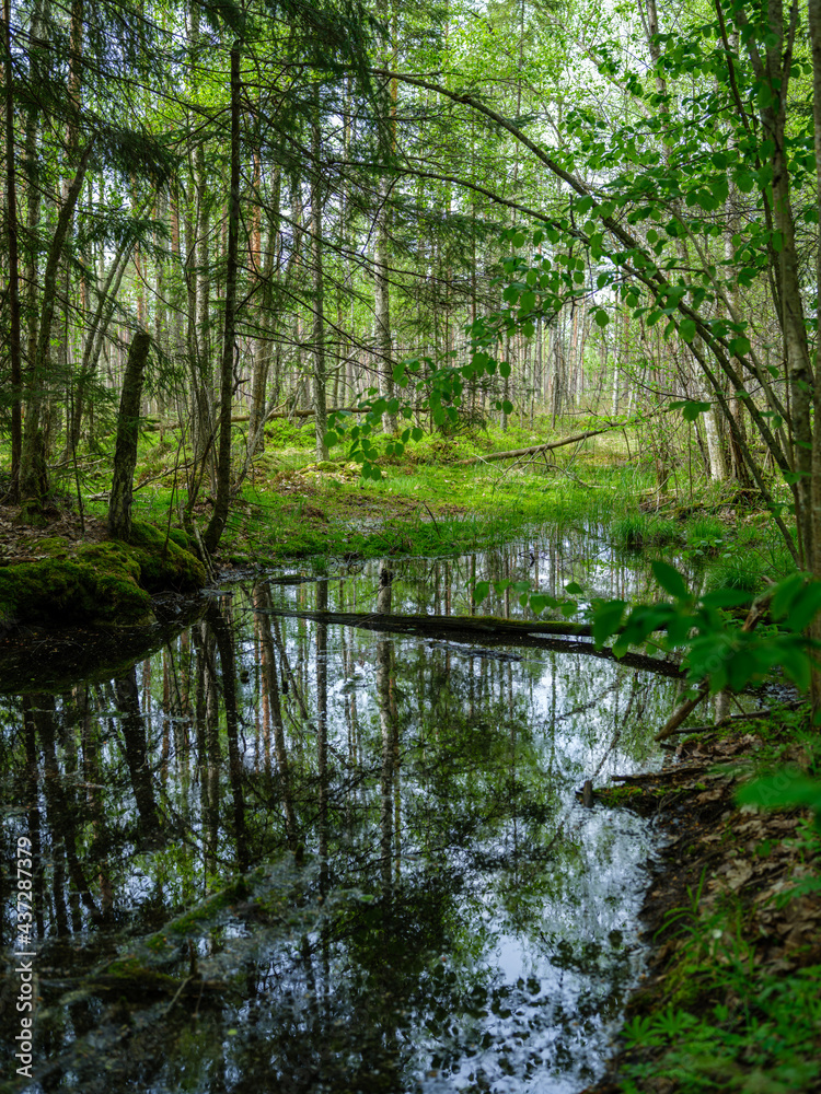 countryside forest river in summer with high grass and foliage