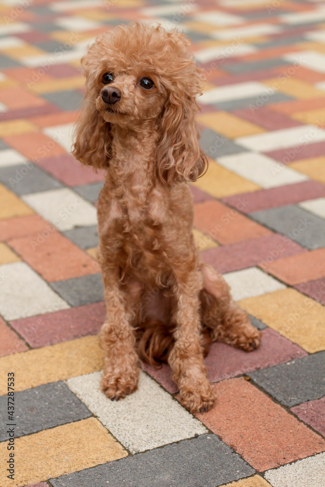 beautiful poodle girl with peach-colored haircut