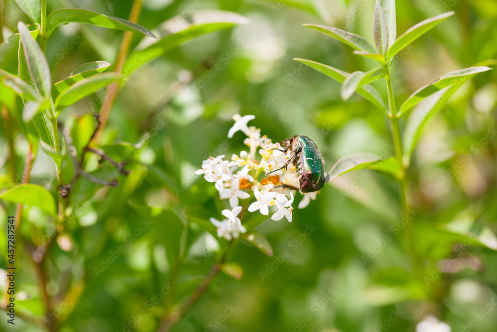 Green June beetle on jasmine flower