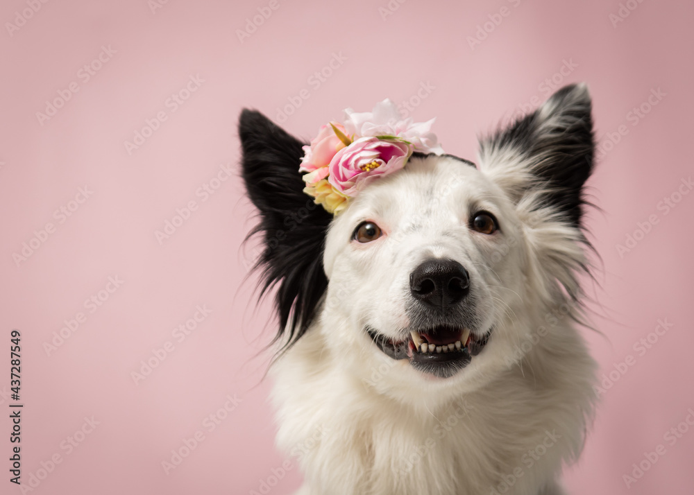 Fototapeta premium Ensaio Pet border collie