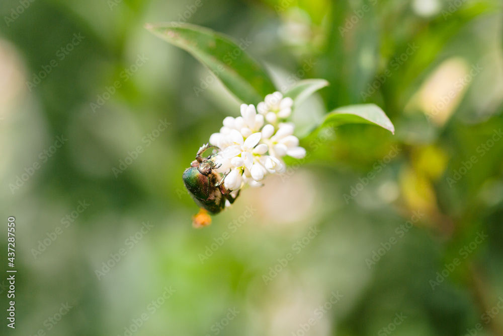 Green June beetle on jasmine flower