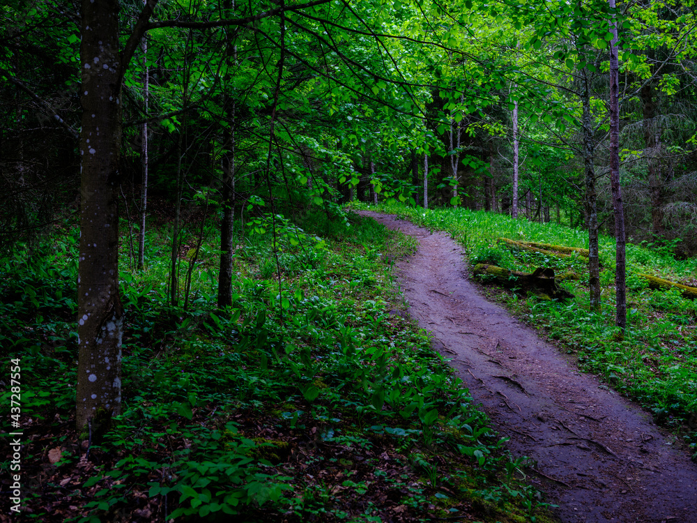 narrow tourist hiking trail in forest narrow tourist hiking trail in forest