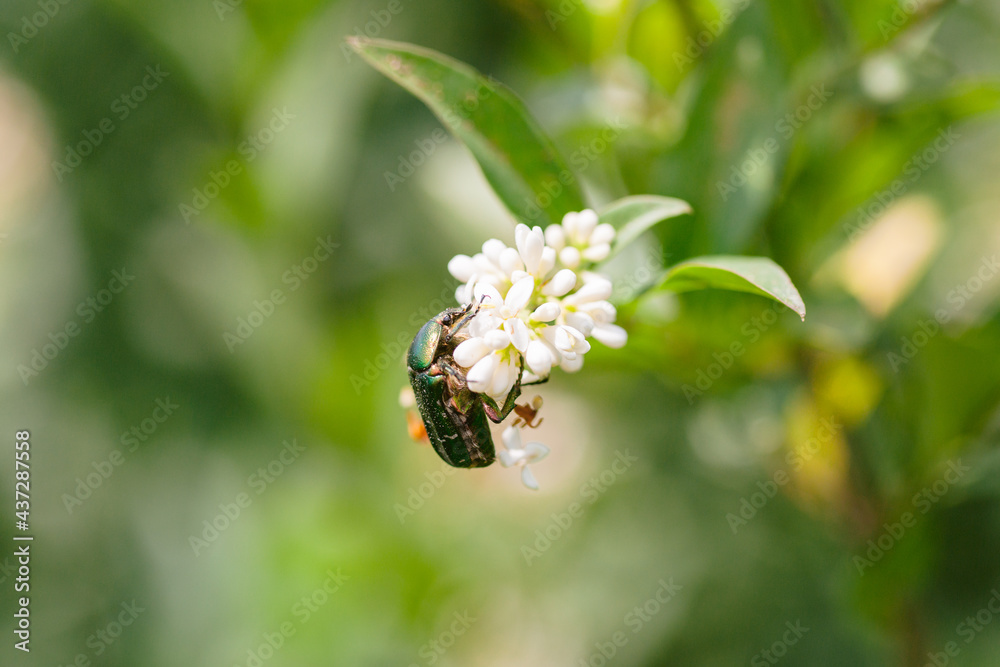 Green June beetle on jasmine flower
