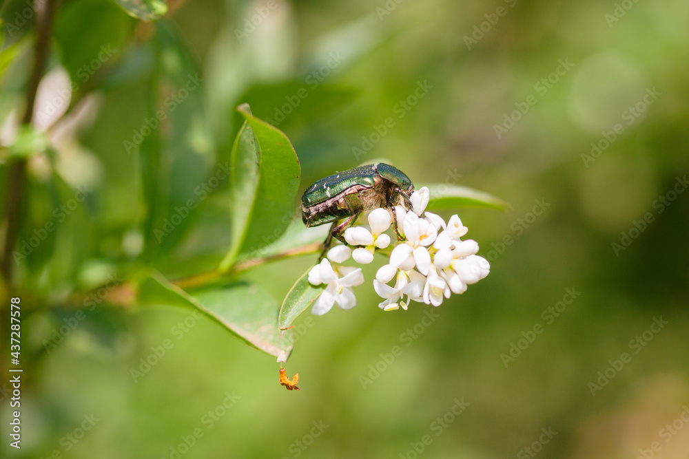 Green June beetle on jasmine flower