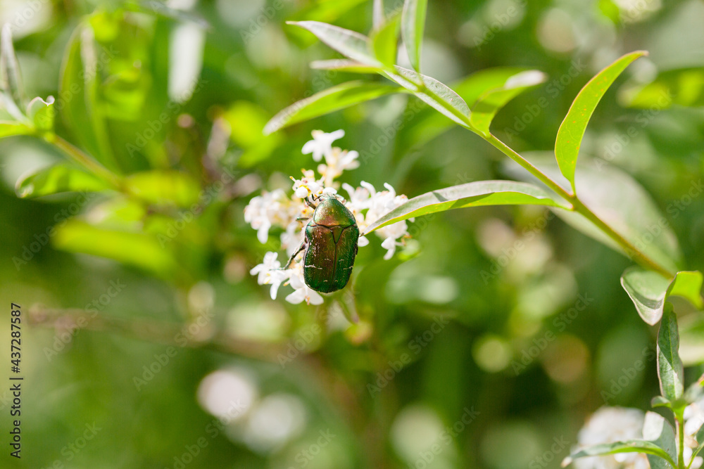 Green June beetle on jasmine flower
