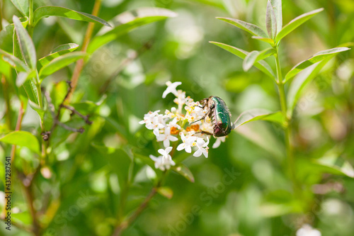 Obraz na płótnie Green June beetle on jasmine flower w salonie