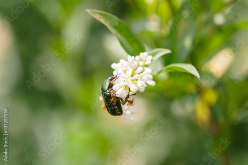Obraz na płótnie Green June beetle on jasmine flower w salonie