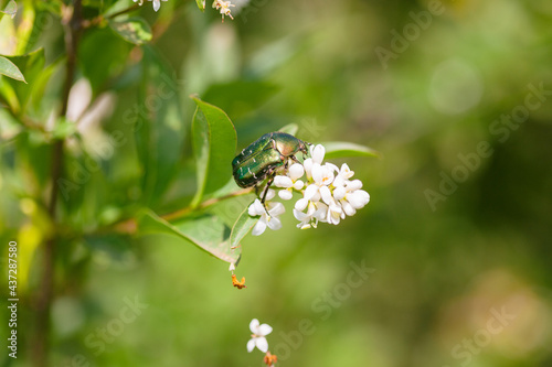 Obraz na płótnie Green June beetle on jasmine flower w salonie
