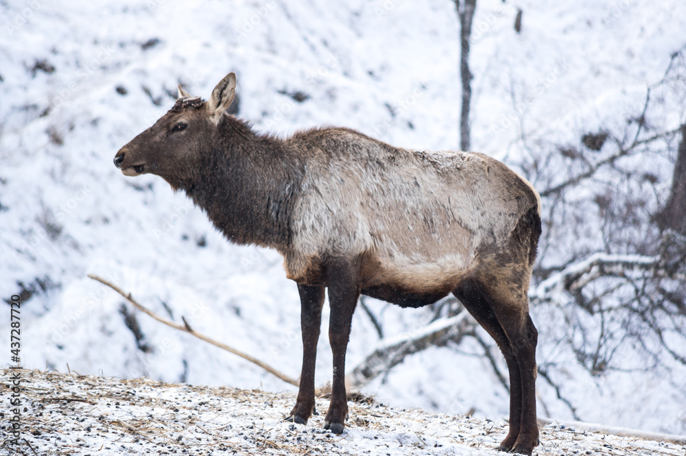 View of maral (Cervus elaphus sibiricus) View of maral (Cervus elaphus sibiricus)