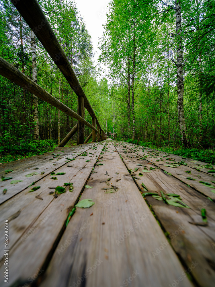 wooden plank footpath in forest for hiking wooden plank footpath in forest for hiking
