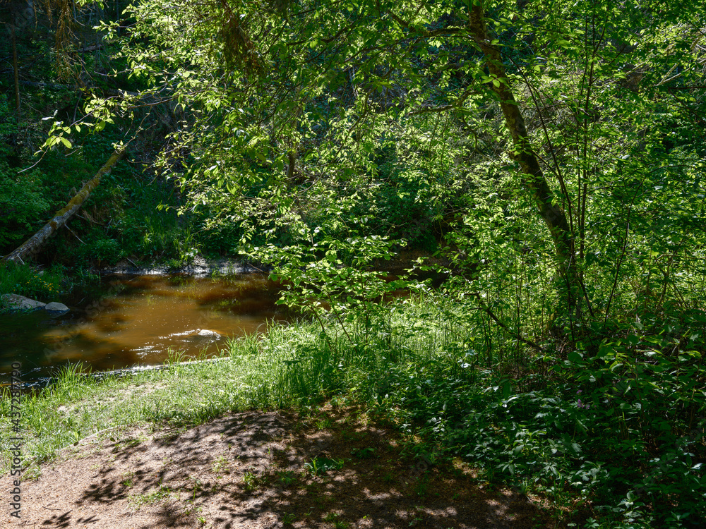 countryside forest river in summer with high grass and foliage countryside forest river in summer with high grass and foliage