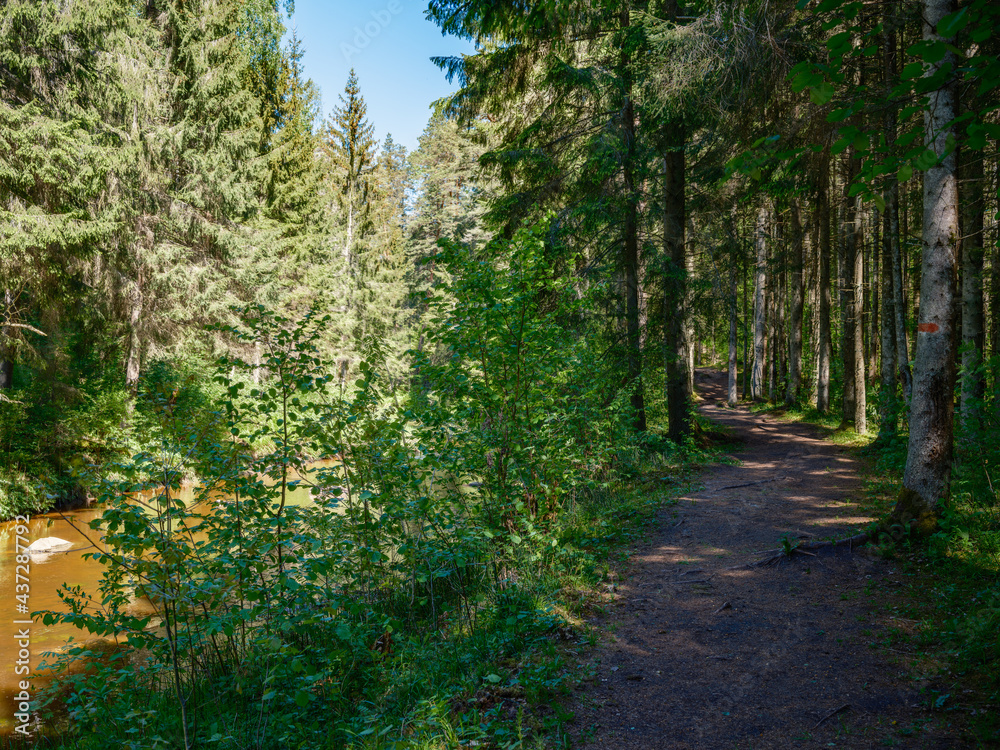 countryside forest river in summer with high grass and foliage countryside forest river in summer with high grass and foliage