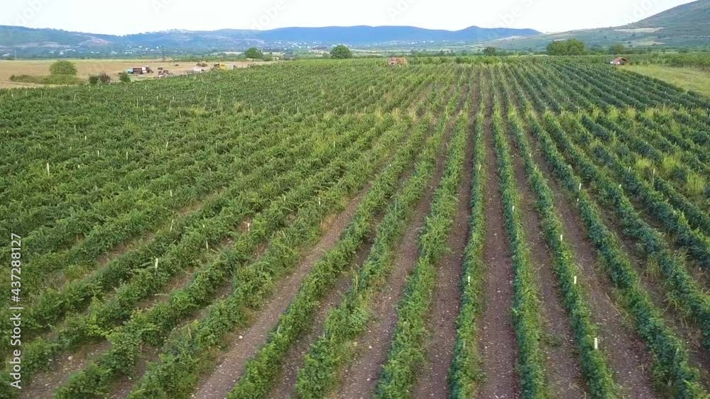 Drone Above A Field Of Growing Grapes Drone Above A Field Of Growing Grapes