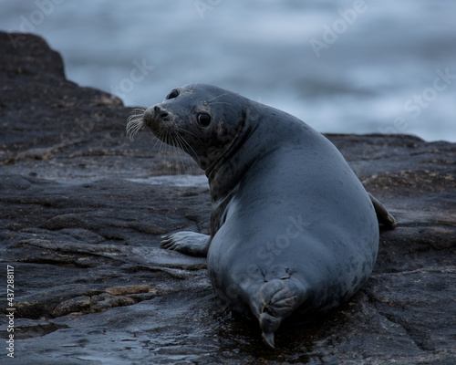 Grey Seal on rocks on the coast of Northumberland  England  UK.