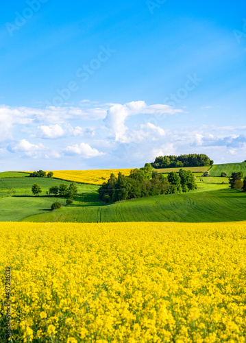 Oilseed rape field with trees against blue sky. Rural, countryside landscape. Panoramic view of colza flowers. Farmland during sunny summer day. photo