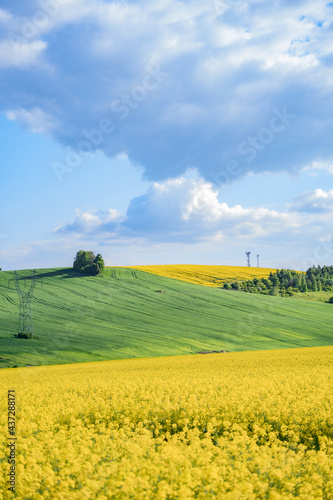 Fototapeta Naklejka Na Ścianę i Meble -  Oilseed rape field with trees against blue sky. Rural, countryside landscape. Panoramic view of colza flowers. Farmland during sunny summer day.