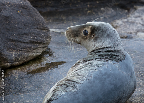 Grey seal on rocks on coast of Northumberland, England, UK. © coxy58