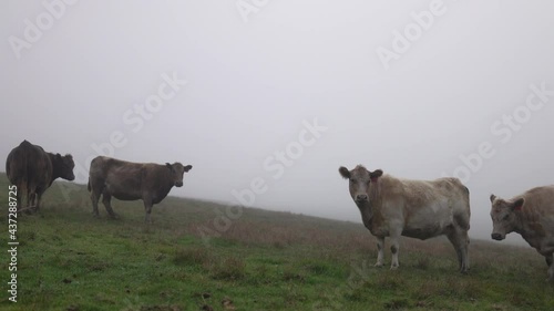 Angus and Murray Grey Cows and Calves in beautiful morning light photo