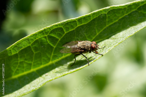 mosca comune su foglia © saragone