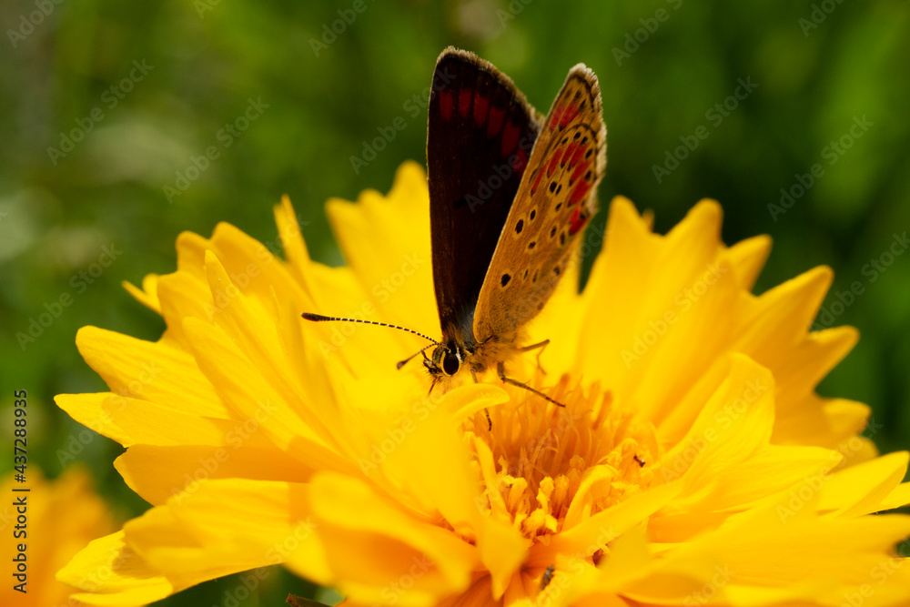 Fototapeta premium farfalla comune su fiore giallo