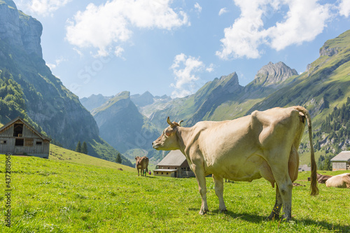 Brown cows in the beautiful mountain valley view of Switzerland Alps. 