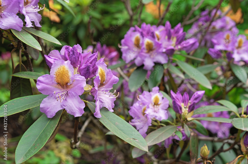 Violet flowers of hybrid rhododendron, azaleas bloom in the spring garden. Violet flowers of hybrid rhododendron, azaleas bloom in the spring garden.