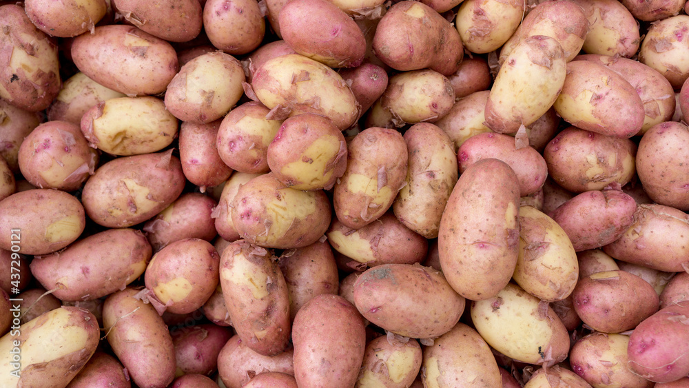 Young ripe potatoes with a thin skin Young ripe potatoes with a thin skin