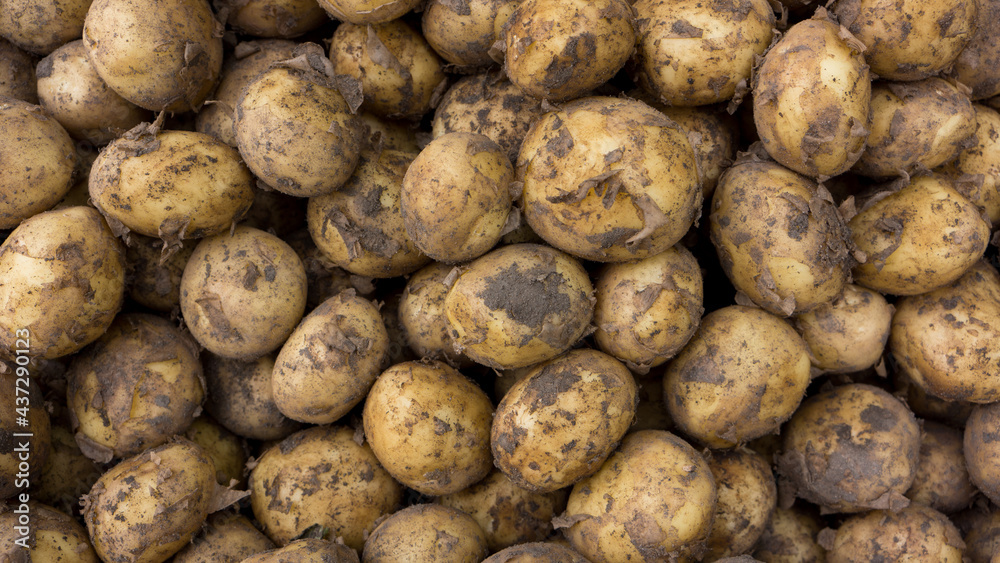 Young ripe potatoes with a thin skin Young ripe potatoes with a thin skin