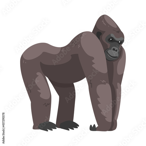 Fototapeta Naklejka Na Ścianę i Meble -  Gorilla Monkey as Ground-dwelling Herbivorous Great Ape Vector Illustration