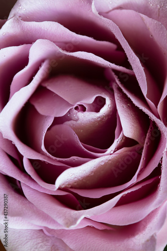 Fototapeta Naklejka Na Ścianę i Meble -  rose with dew drops