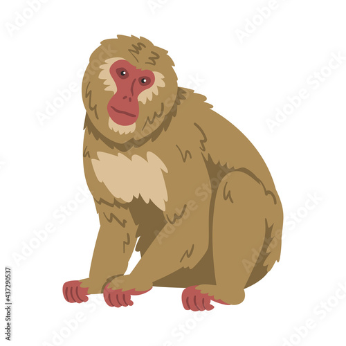 Macaque Monkey as Herbivorous Ape in Sitting Pose Vector Illustration