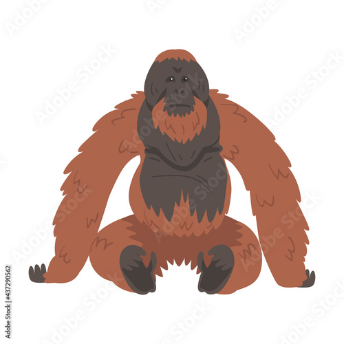 Orangutan Monkey as Arboreal Great Ape with Long Arms Vector Illustration