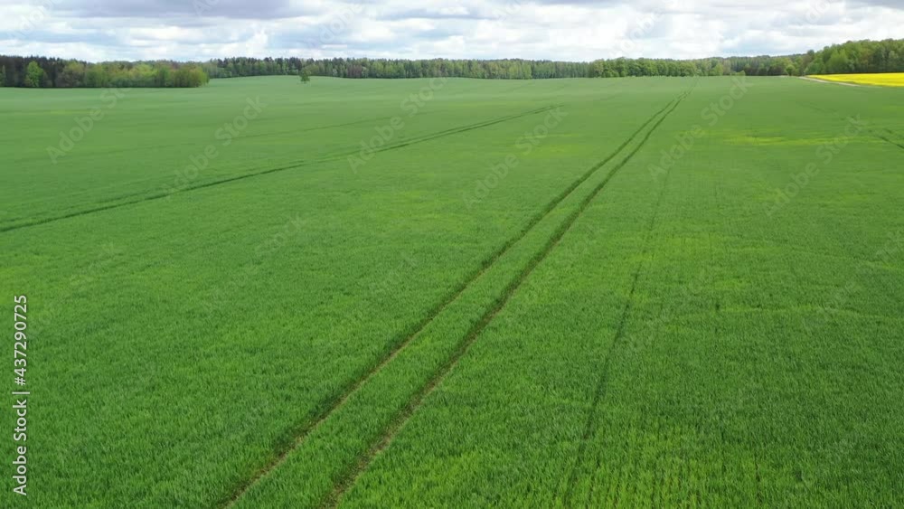 Aerial view flying over young fresh green wheat field. Cloudy sky and forest background Aerial view flying over young fresh green wheat field. Cloudy sky and forest background