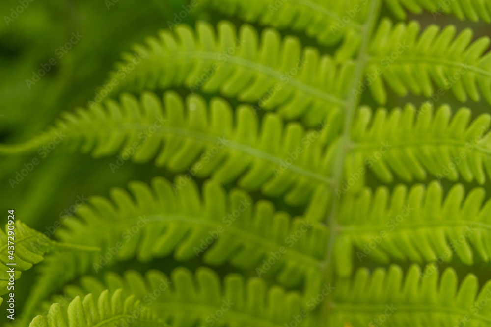 Green background. The leaves of the fern. Green background. The leaves of the fern.