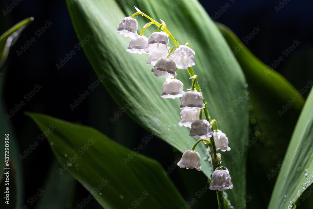 Obraz premium Snow-white lilies of the valley in a dark forest. After the rain.