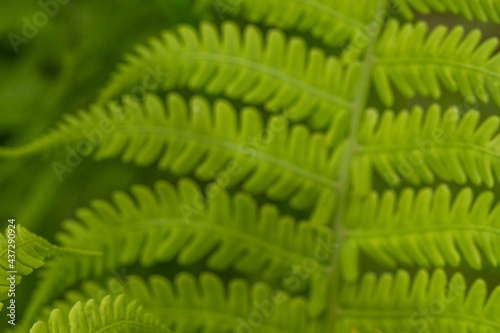 Green background. The leaves of the fern.