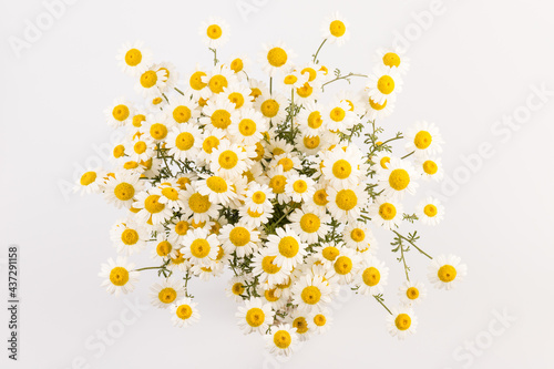chamomile or daisies with leaves isolated on white background. Top view. Flat lay