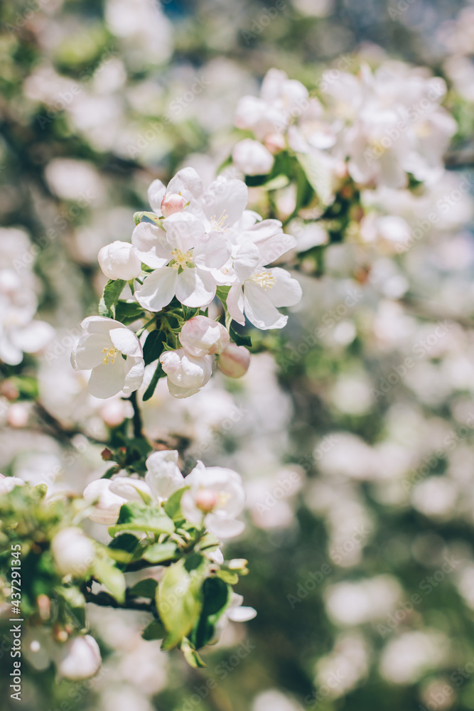 Branch of a blossoming apple tree in a spring garden. Spring blossom. Branch of a blossoming apple tree in a spring garden. Spring blossom.