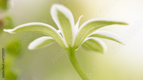 Wallpaper Mural Blüten des Dolden-milchstern, (Ornithogalum umbellatum) Torontodigital.ca