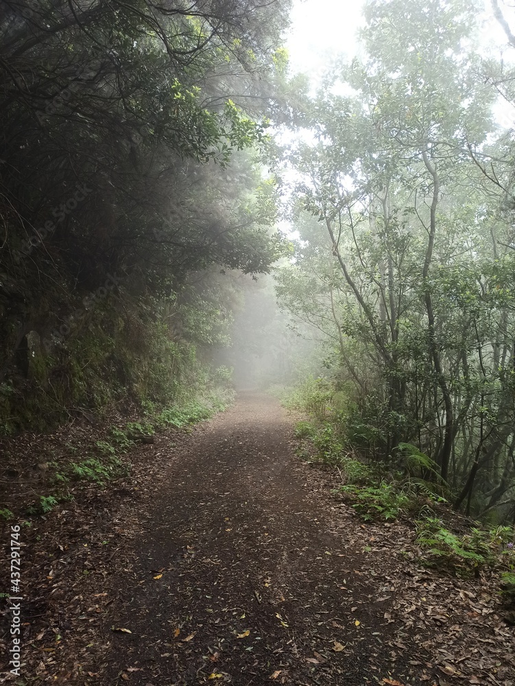 Fototapeta premium Neblina en el camino