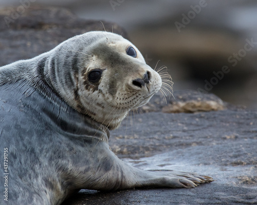 Grey Seals on the rocks of St Marys Island, Whitley Bay on the North East coast of England UK. © coxy58